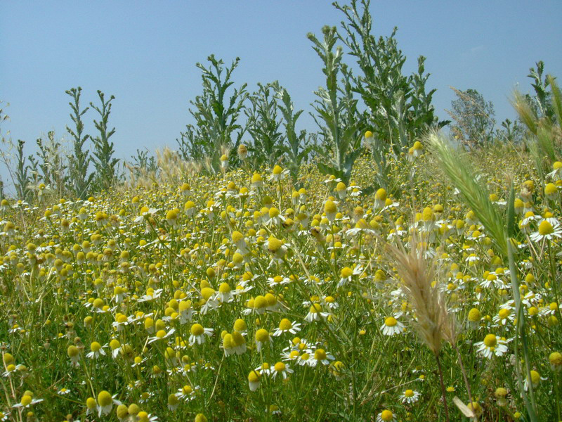 Matricaria chamomilla / Camomilla comune