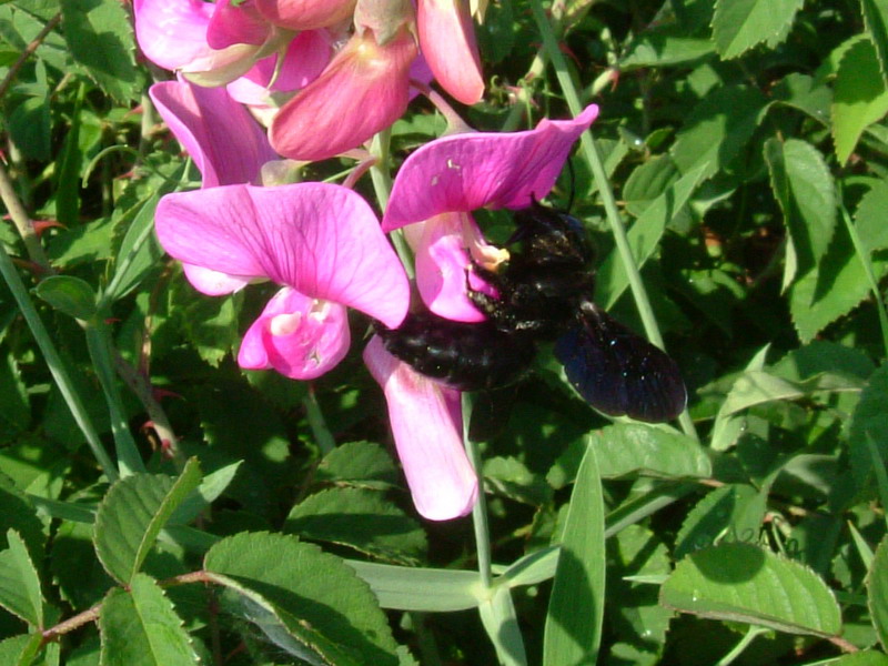 Tutto nero: Xylocopa sp.