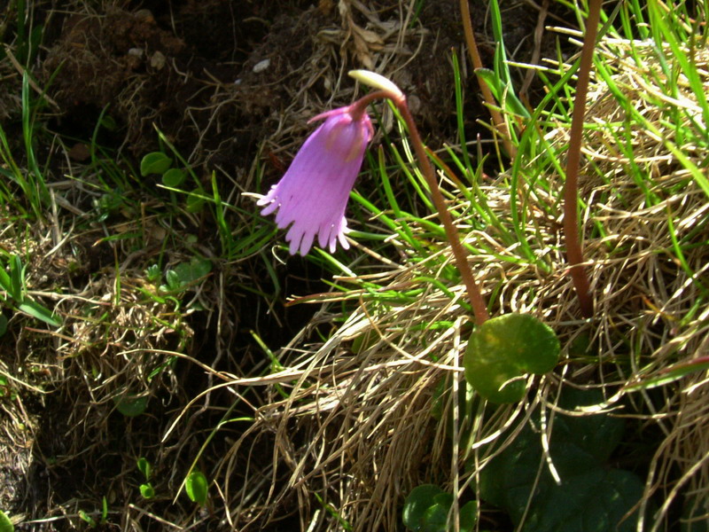 Soldanella pusilla / Soldanella piccola