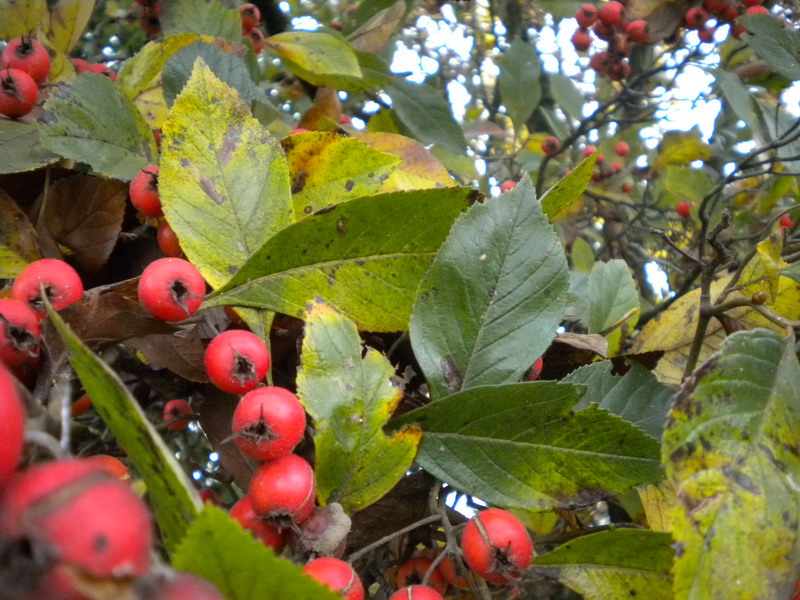 Sorbus aria