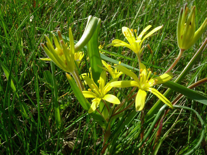 Lutea o Villosa??