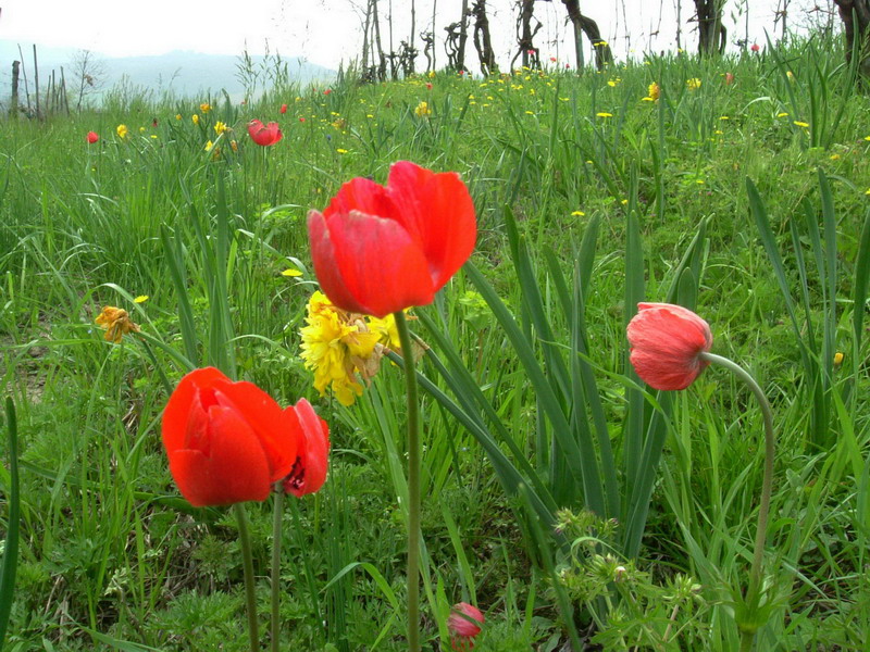 Che spettacolo - Anemone coronaria