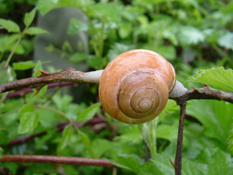 Lumache [galleria di Cepaea nemoralis]