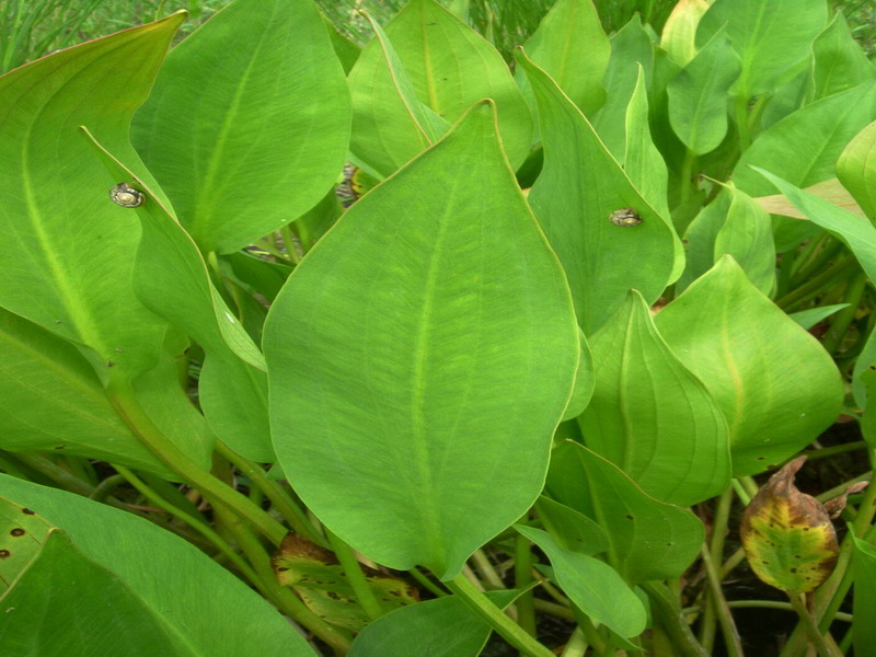 Alisma plantago-aquatica / Mestolaccia