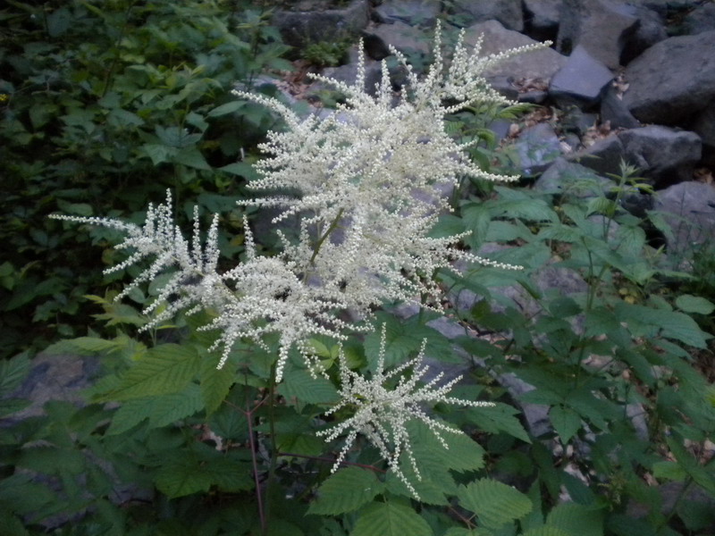 Aruncus dioicus