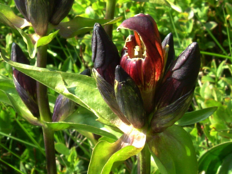 Gentiana purpurea / Genziana porporina