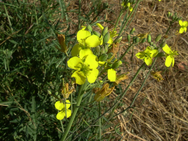 Diplotaxis tenuifolia