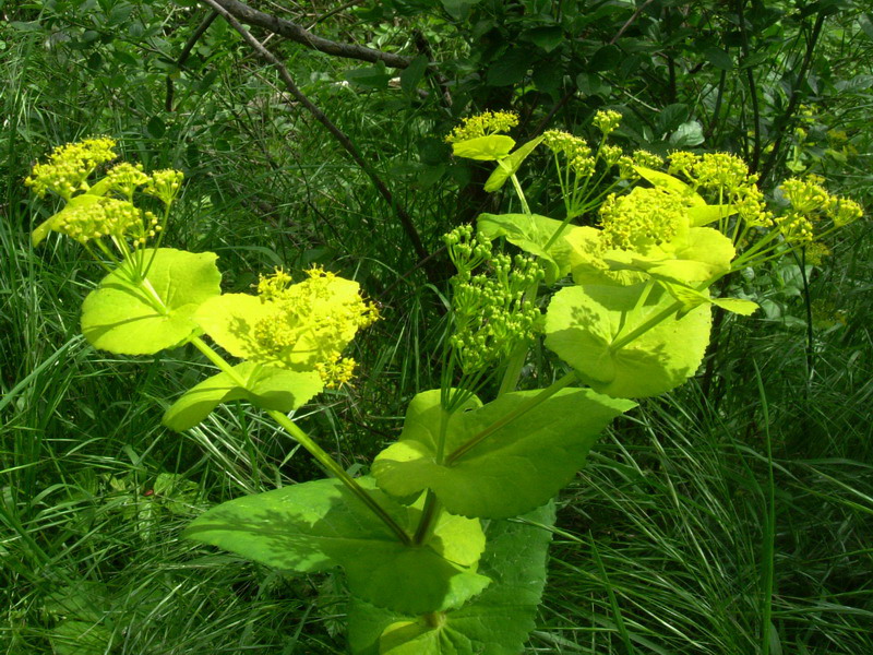 Smyrnium perfoliatum / Corinoli dentato