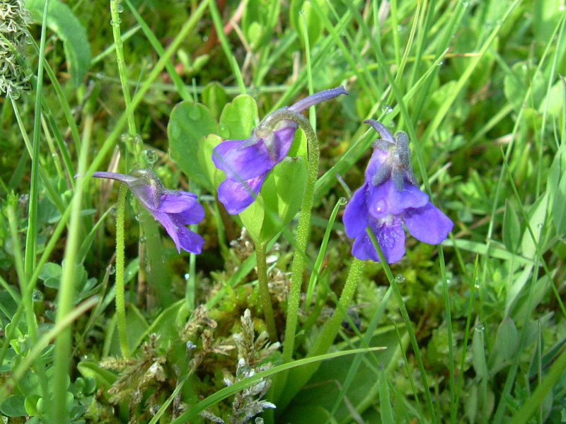 Pinguicula christinae