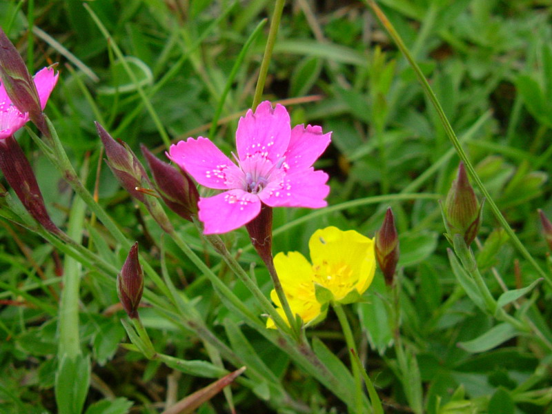 Dianthus deltoides / Garofano deltoide