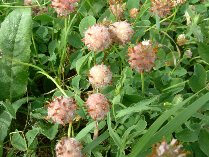 Trifolium fragiferum / Trifoglio a fragola