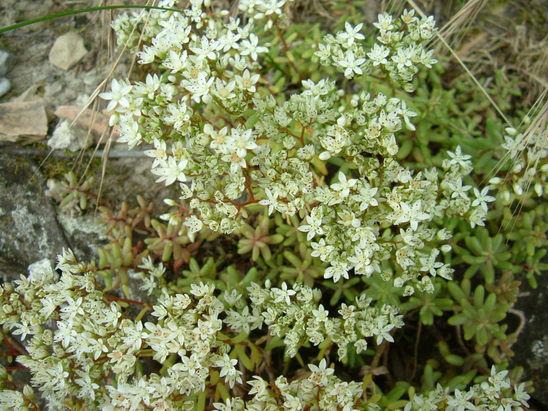 Sedum album