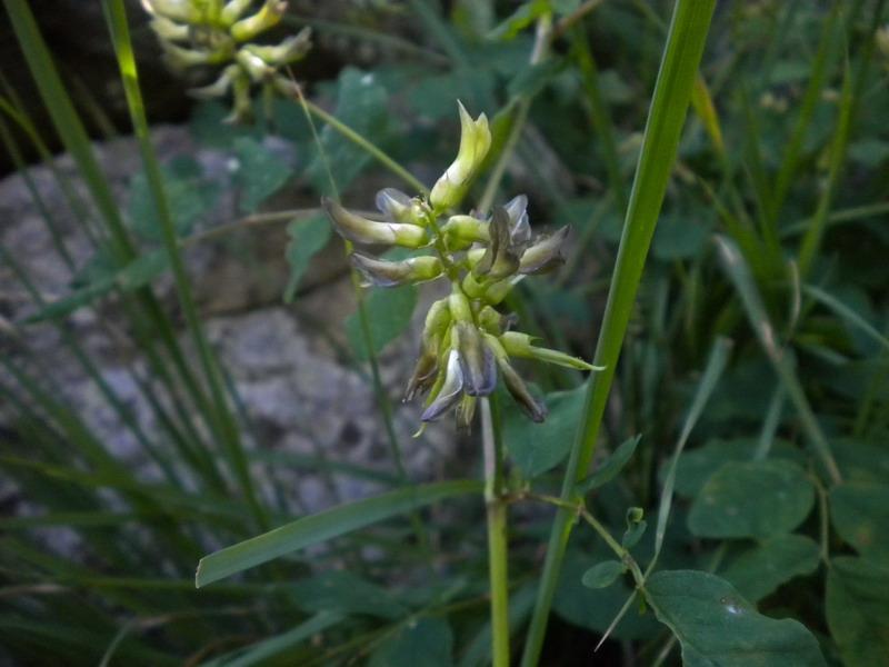 Astragalus glycyphyllos