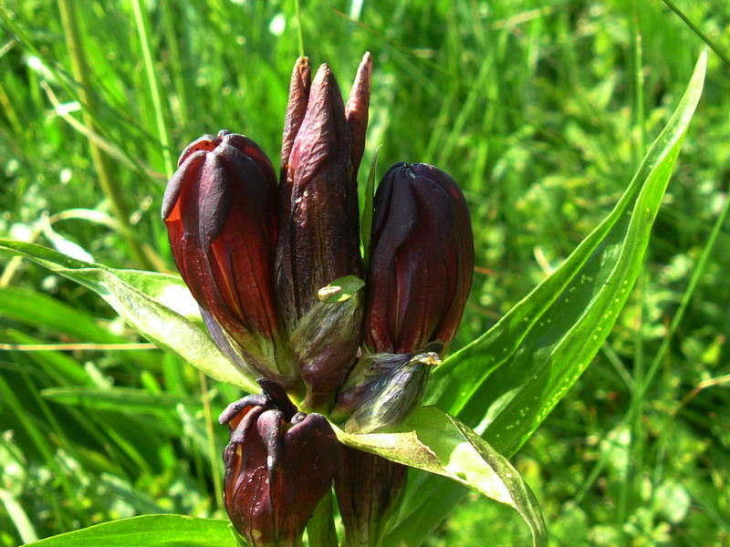 Gentiana purpurea / Genziana porporina