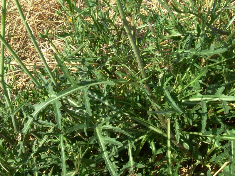 Diplotaxis tenuifolia