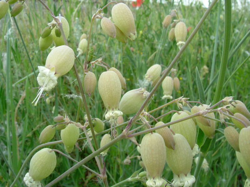 Lungo il greto....5 Silene vulgaris