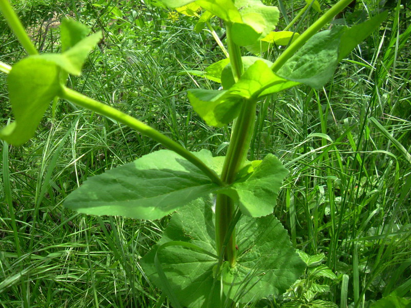 Smyrnium perfoliatum / Corinoli dentato