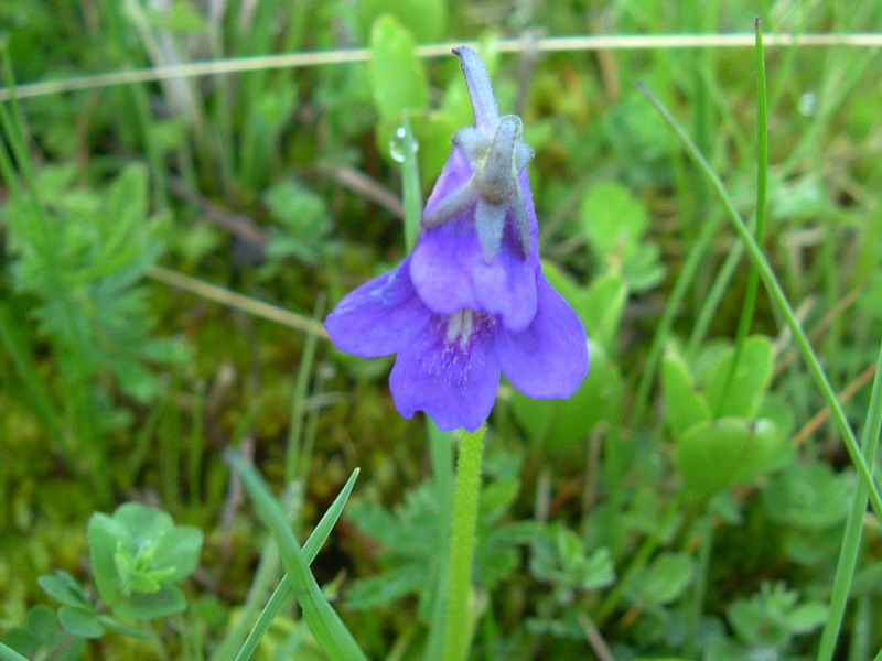 Pinguicula christinae