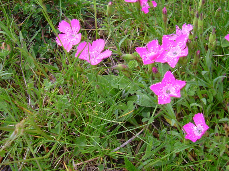 Dianthus deltoides / Garofano deltoide