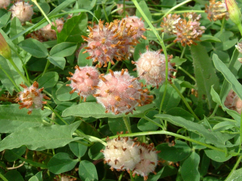 Trifolium fragiferum / Trifoglio a fragola