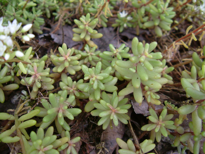 Sedum album