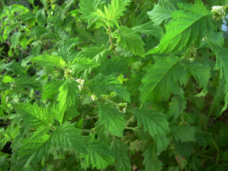 Lungo un canale 3 - Lycopus europaeus