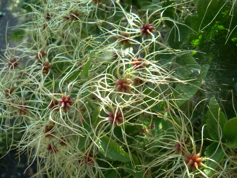 Clematis vitalba / Clematide vitalba