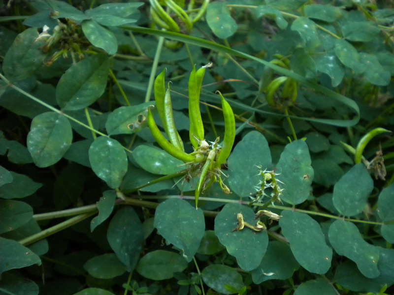 Astragalus glycyphyllos