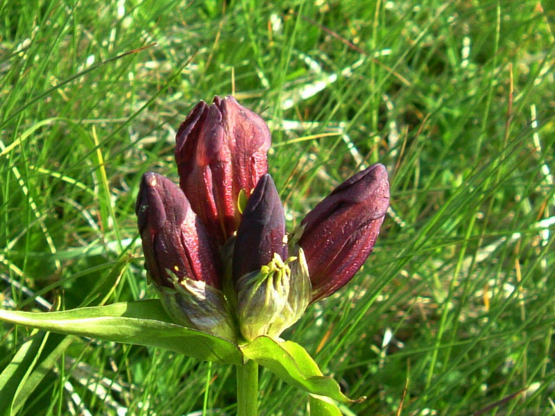 Gentiana purpurea / Genziana porporina