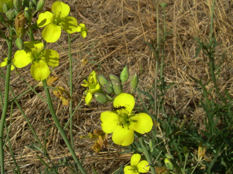 Diplotaxis tenuifolia