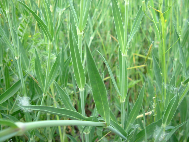 Lungo il greto....5 Silene vulgaris