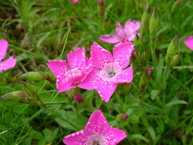 Dianthus deltoides / Garofano deltoide