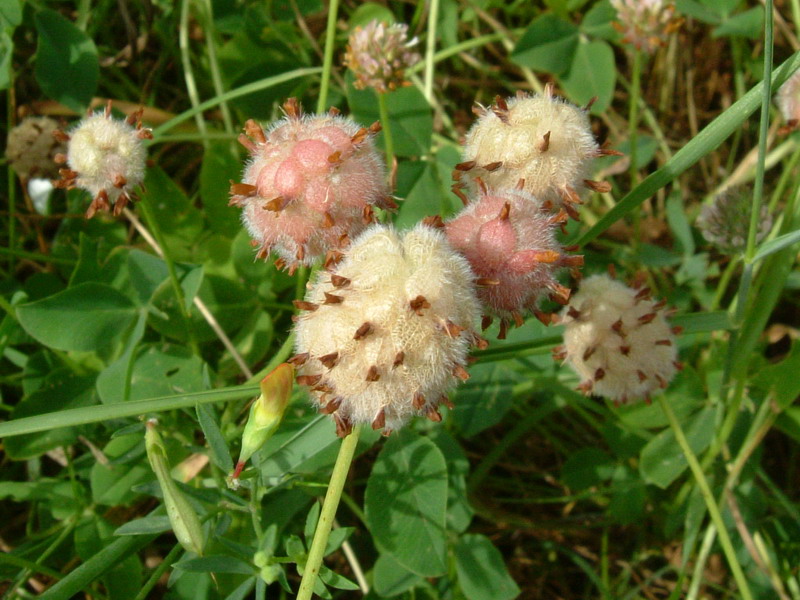 Trifolium fragiferum / Trifoglio a fragola