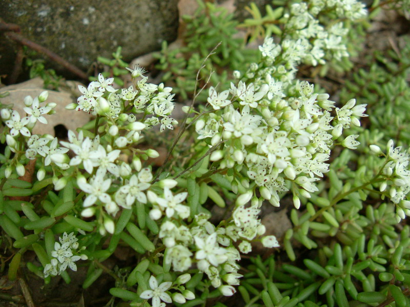 Sedum album