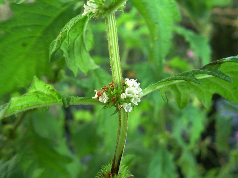 Lungo un canale 3 - Lycopus europaeus