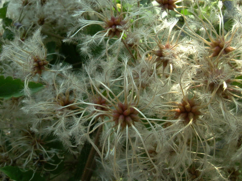 Clematis vitalba / Clematide vitalba