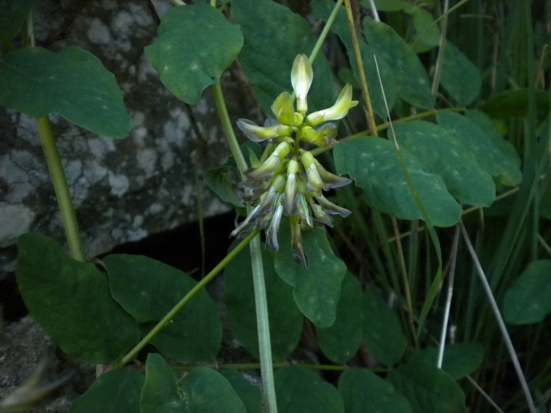 Astragalus glycyphyllos