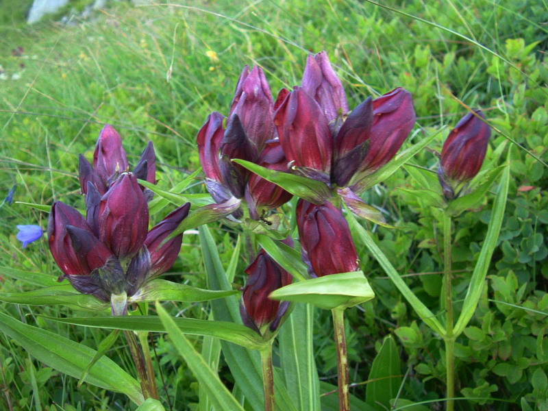 Gentiana purpurea / Genziana porporina