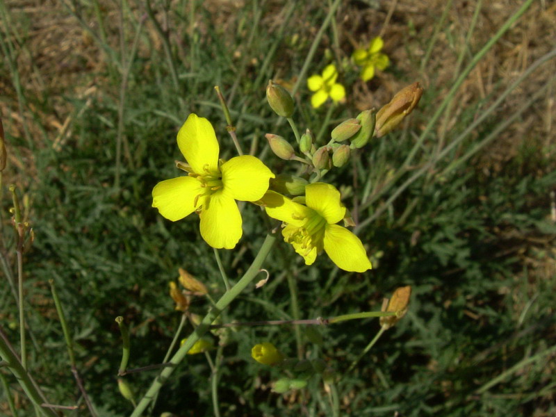 Diplotaxis tenuifolia