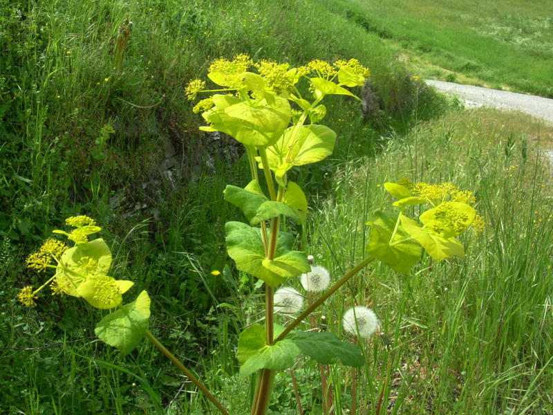 Smyrnium perfoliatum / Corinoli dentato