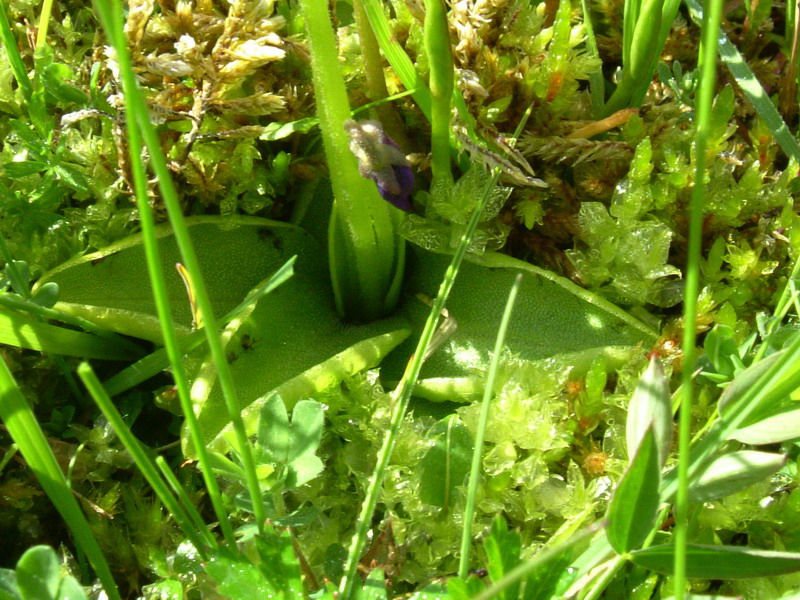 Pinguicula christinae