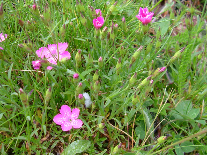 Dianthus deltoides / Garofano deltoide