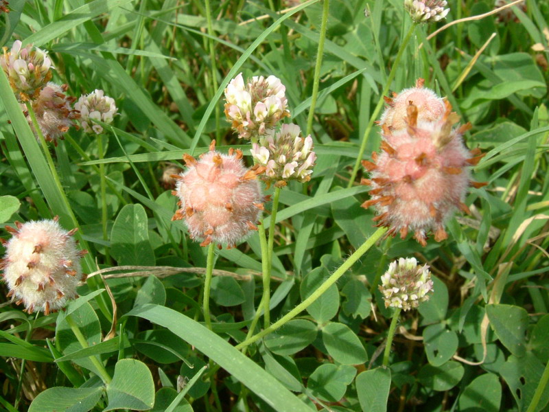 Trifolium fragiferum / Trifoglio a fragola