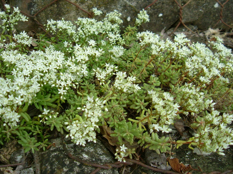 Sedum album