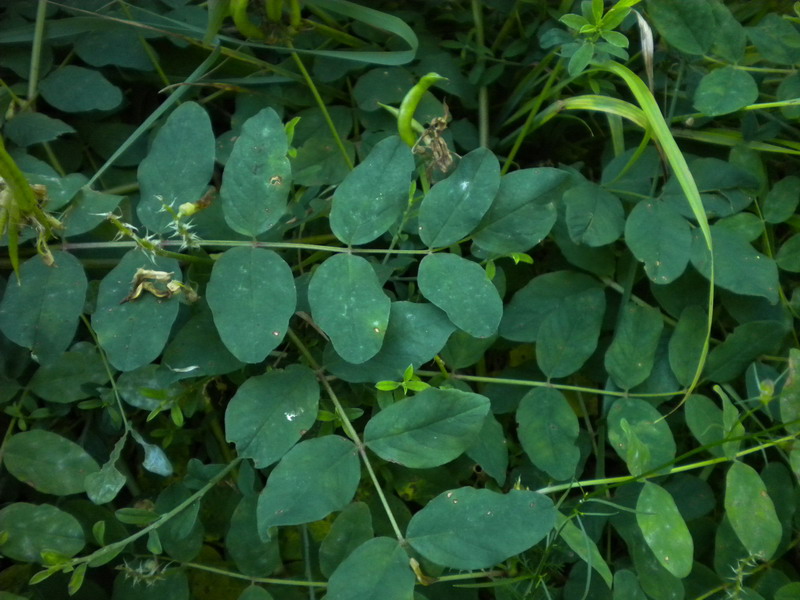 Astragalus glycyphyllos