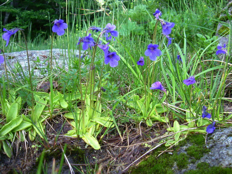 Pinguicula christinae