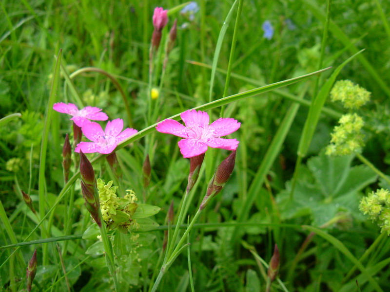 Dianthus deltoides / Garofano deltoide