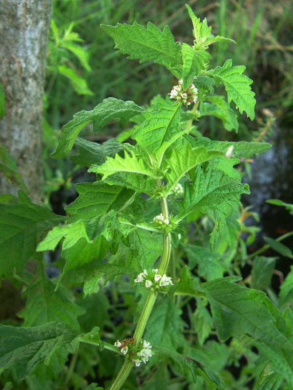 Lungo un canale 3 - Lycopus europaeus