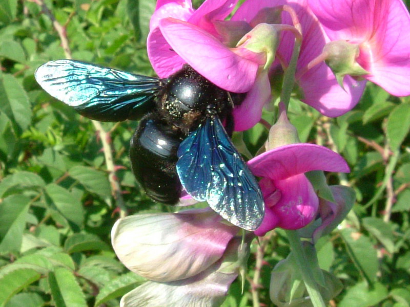 Tutto nero: Xylocopa sp.