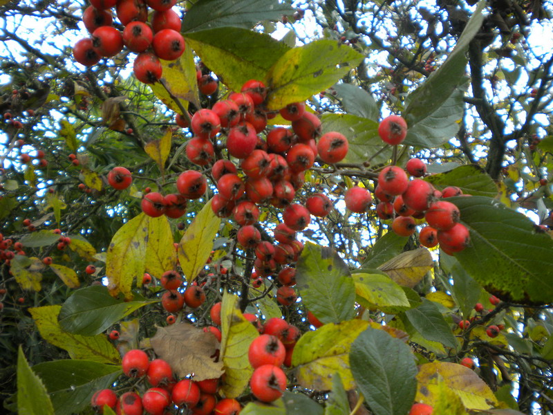 Sorbus aria